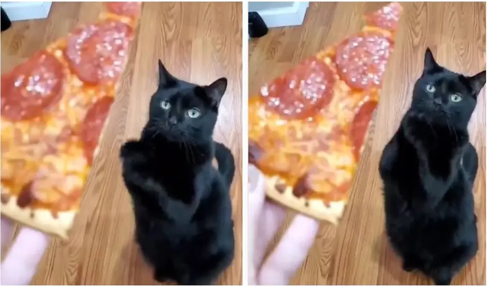 Gato ‘ruega’ a su dueña para que le comparta un pedazo de pizza. Foto: captura de TikTok.