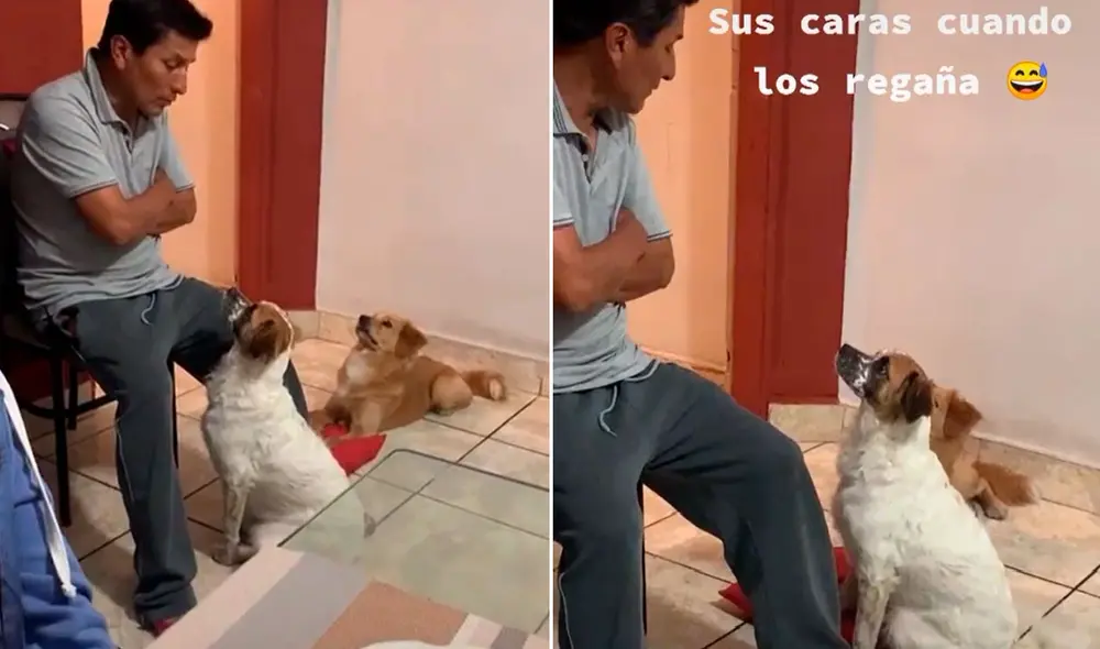 “Ustedes son hermanos”, les repetía el señor a sus perritos mientras les llamaba la atención. Foto: captura de TikTok