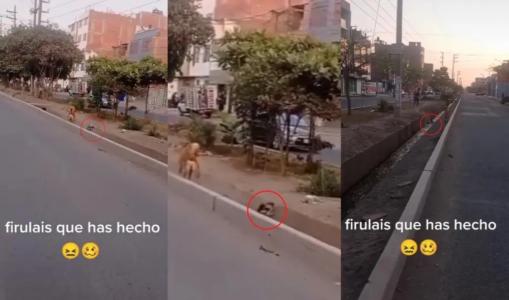 El perro, que cayó en la acequia, fue finalmente rescatado y llevado con su dueño. Foto: captura de TikTok