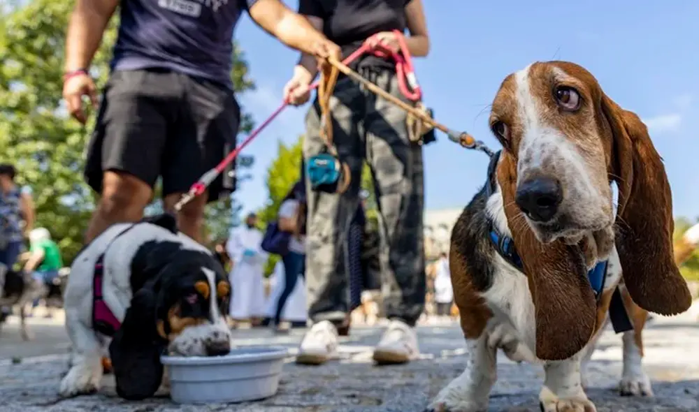 Ambos recibieron inhabilidad para tenencia de animales por medio año y una multa de 2.270 dólares. Foto: AFP/referencial