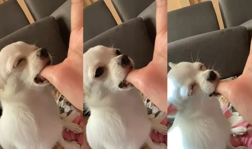 El perrito se estaba quedando dormido mientras chupaba el dedo de su cuidador. Foto: captura de YouTube