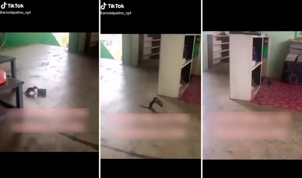 El ratón comenzó a saltar como los canguros con una lata entre sus dientes. Foto: captura de TikTok