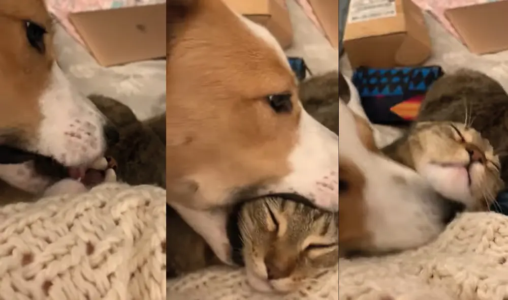 El perrito quería jugar con su compañero, pero este tenía sueño. Foto: captura de YouTube