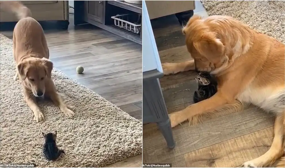 Perrita tiene emotivo gesto con la nueva gatita que sus dueños rescataron de la calle. Foto: captura de TikTok.