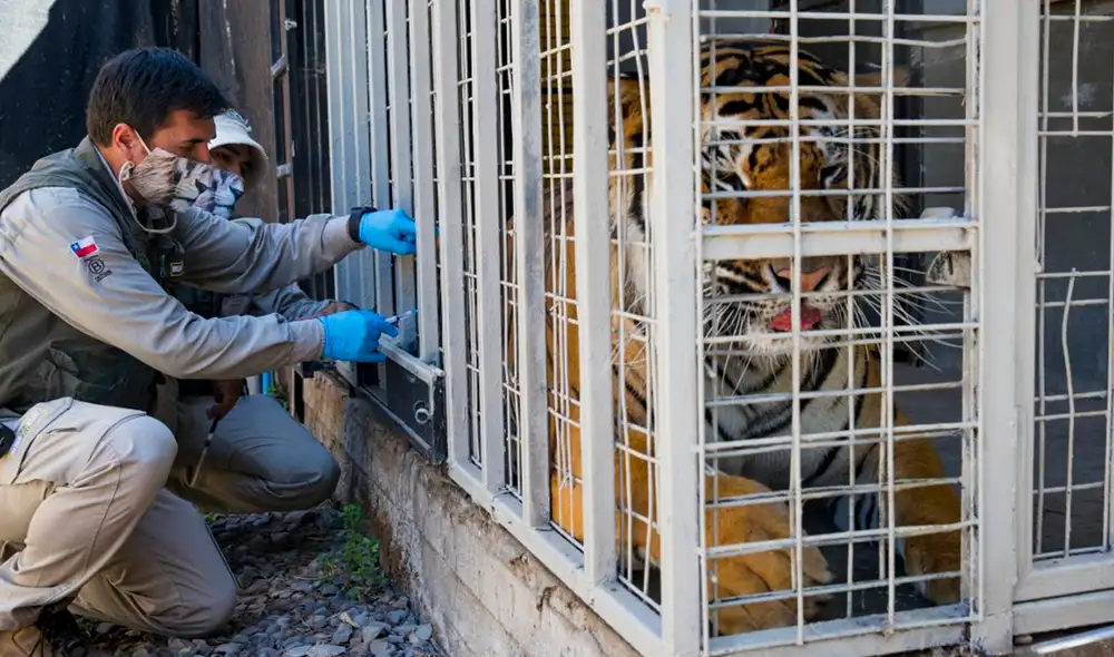 La mayoría de las especies fueron vacunadas sin necesidad de ser anestesiadas, tras un largo proceso de aprendizaje a base de estímulos. Foto: AFP
