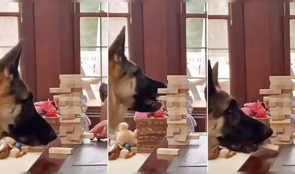 Video ha conseguido más de 137.100 reproducciones en TikTok. Foto: captura de TikTok