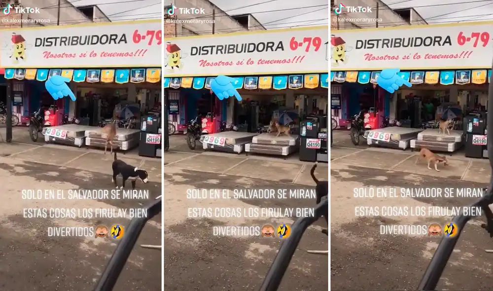 Al parecer, los perritos vieron que los colchones era un buen lugar para jugar. Foto: captura de TikTok Al parecer, los perritos vieron que los colchones era un buen lugar para jugar. Foto: captura de TikTok