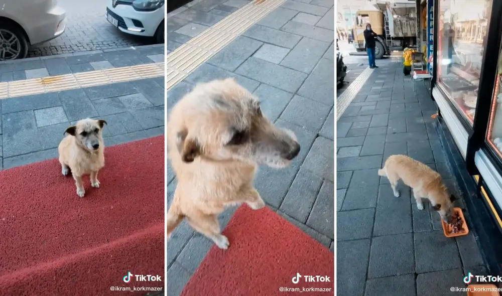 El perrito esperaba pacientemente que la joven salga del establecimiento con su ración de comida. Foto: captura de TikTok