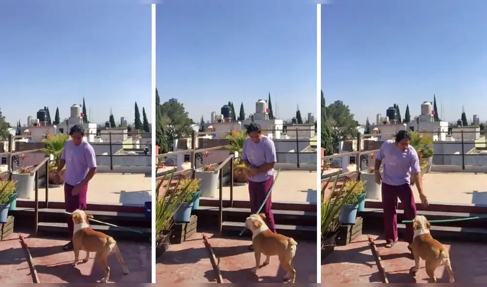 Video consiguió dos millones de ‘me gusta’ en TikTok. Foto: captura de TikTok