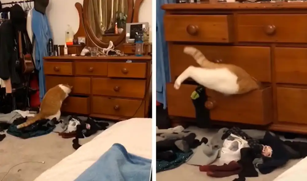 Un gato aprovechó que estaba solo para hacer de las suyas y no tuvo mejor idea que tirar las prendas de su dueña al suelo. Foto: captura de Facebook