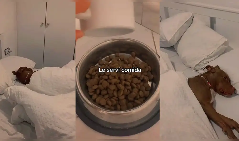 Video superó el millón de 'me gusta' en TikTok. Foto: captura de TikTok