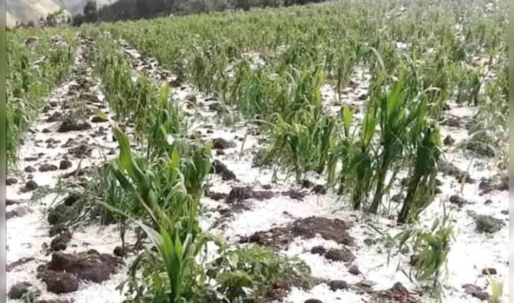 Daños. Granizadas afectaron sembríos en Paucartambo. Foto: La República
