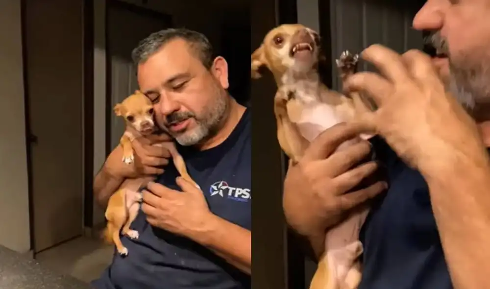 Usuarios se diviertieron con el comportamiento de este animal. Foto: captura de YouTube