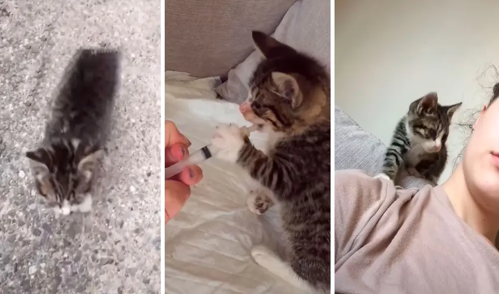 Una joven descubrió que una felina se refugió en su patio, por lo que no dudó en auxiliarla hasta conseguir su recuperación. Foto: captura de YouTube Una joven descubrió que una felina se refugió en su patio, por lo que no dudó en auxiliarla hasta conseguir su recuperación. Foto: captura de YouTube