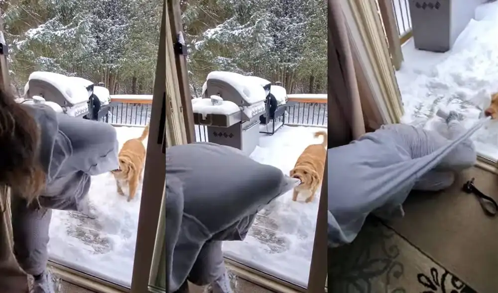 Esto ocurrió en un hogar de Ontario, EE. UU. Foto: captura de YouTube