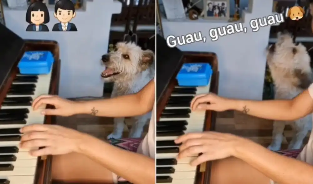 La mascota suele tener junto a su dueña pequeñas presentaciones a través de sus redes, donde demuestra su talento a miles de usuarios. Foto: captura de TikTok