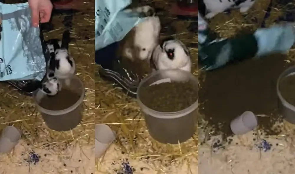 Bow es el conejo más travieso de ambos. Foto: captura de YouTube