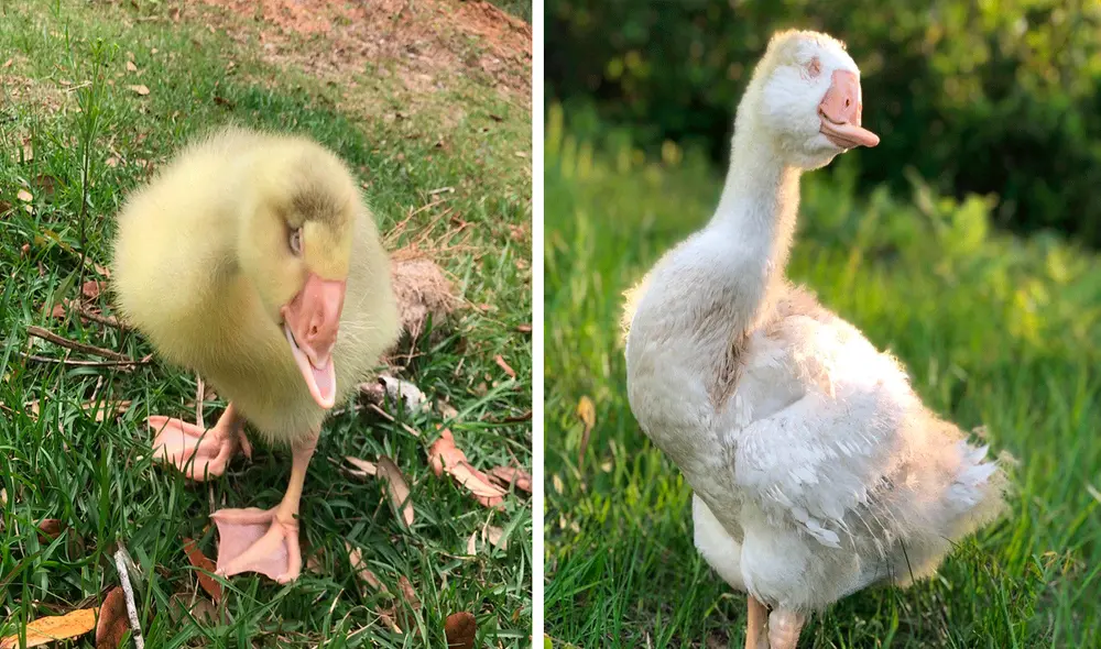 Pese a que nació con malformaciones, esto no ha sido impedimento para que Nibbler encuentre un hogar. Foto: captura de TikTok