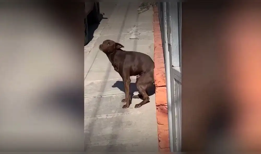 Video consiguió alrededor de siete millones de reproducciones en TikTok. Foto: captura de TikTok