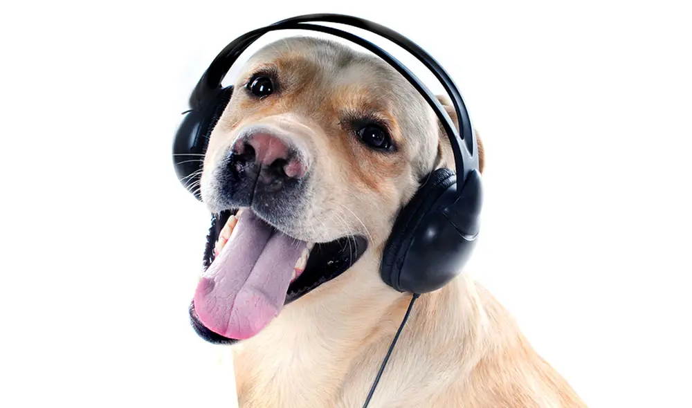 Los cerebros de los perros estudiados fueron capaces de distinguir entre dos idiomas. Foto referencial: Fear Free Pets Los cerebros de los perros estudiados fueron capaces de distinguir entre dos idiomas. Foto referencial: Fear Free Pets