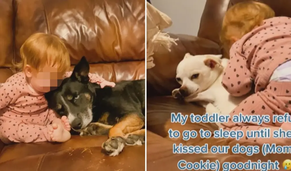 Miles de usuarios han quedado cautivados al conocer esta historia. Foto: captura de TikTok