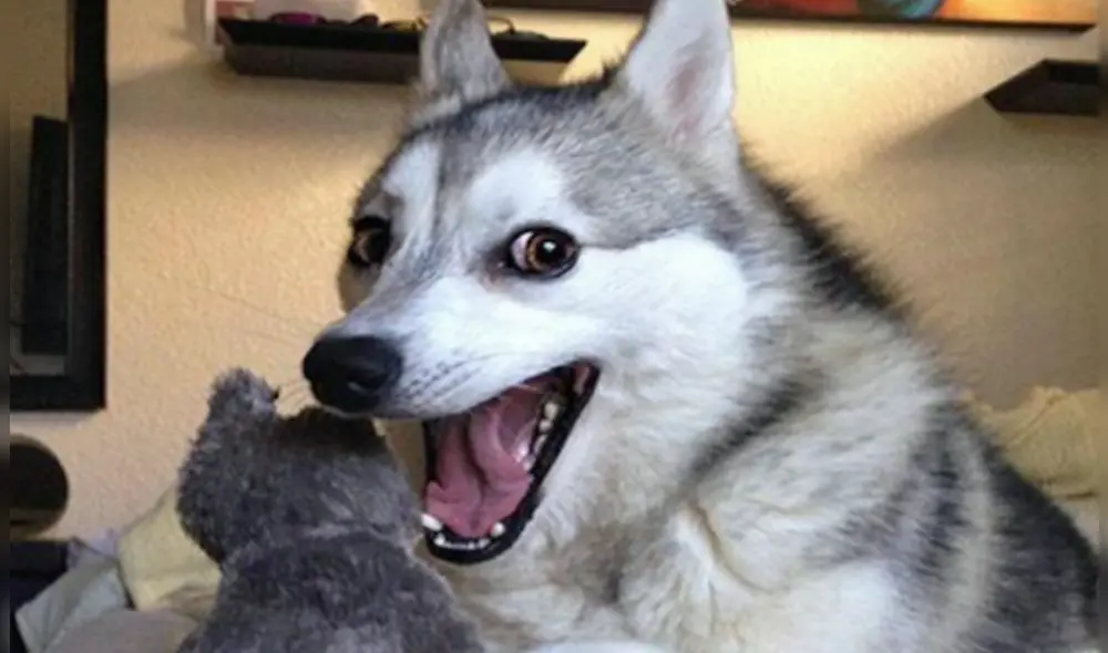 Encuentra AQUÍ los mejores chistes malos de la red para ser el alma de las reuniones. Foto: Twitter