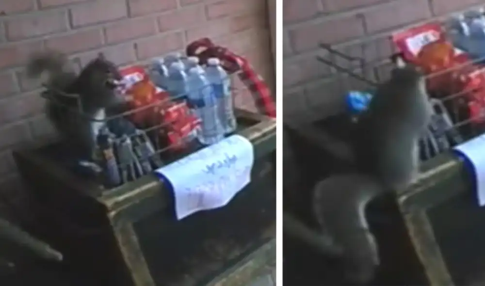 Descubren que una ardilla era la culpable de robar dulces que dejaban para repartidores. Foto: captura de TikTok.