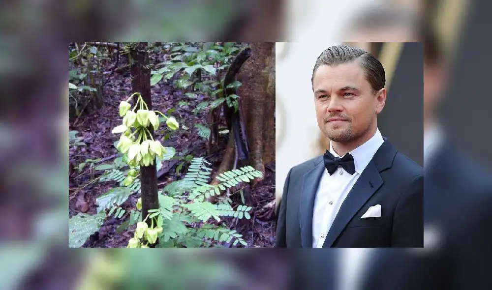El Uvariopsis Dicaprio fue encontrado junto con más de 200 nuevas especies, que se encuentran actualmente en peligro de extinción. fue reconocido .Foto: AFP/Composición