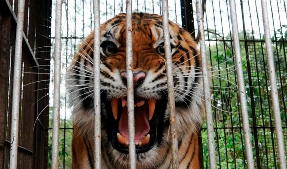 Un veterinario del lugar disparó con una pistola tranquilizante al tigre de 11 años que pesa entre 150 y 160 kilogramos. Foto: AFP/referencial
