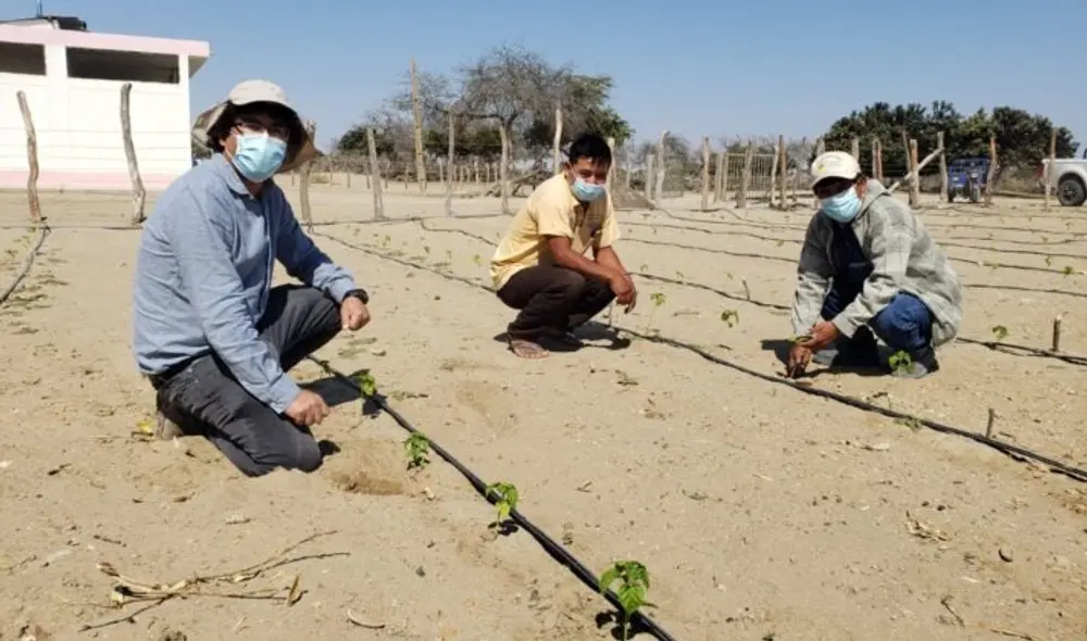 Pretenden mejorar la economía de familias sechuranas. Foto: Noticias Sechura Pretenden mejorar la economía de familias sechuranas. Foto: Noticias Sechura