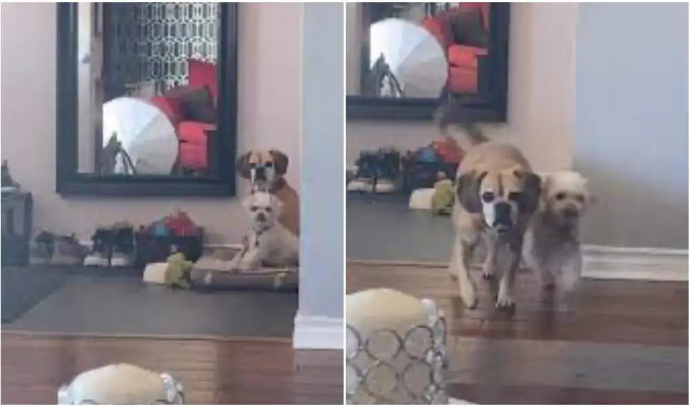 Algunos dueños de gatos comentaron que la reacción de los perros estaba muy lejos de lo que podían esperar de sus felinos. Foto: captura de TikTok