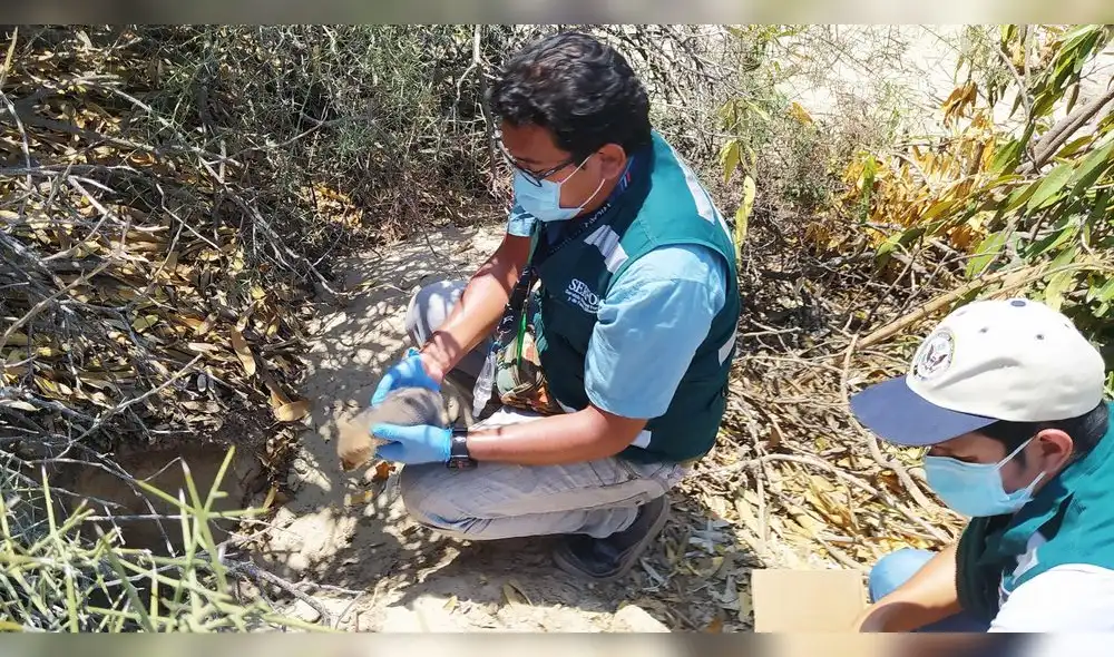 Animales iban a ser sacrificados y vendidos. Foto: Serfor