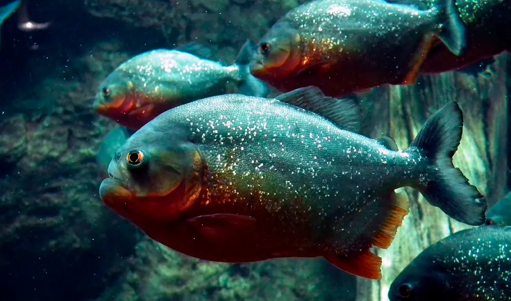 Los casos de ataques de pirañas conocidos en los últimos días conmocionan a la ciudadanía. Foto: AllNikart Los casos de ataques de pirañas conocidos en los últimos días conmocionan a la ciudadanía. Foto: AllNikart