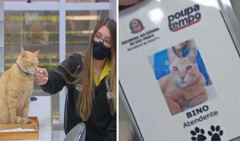 La historia de Bino ha cautivado a miles de usuarios en las redes sociales. Foto: captura de Facebook La historia de Bino ha cautivado a miles de usuarios en las redes sociales. Foto: captura de Facebook