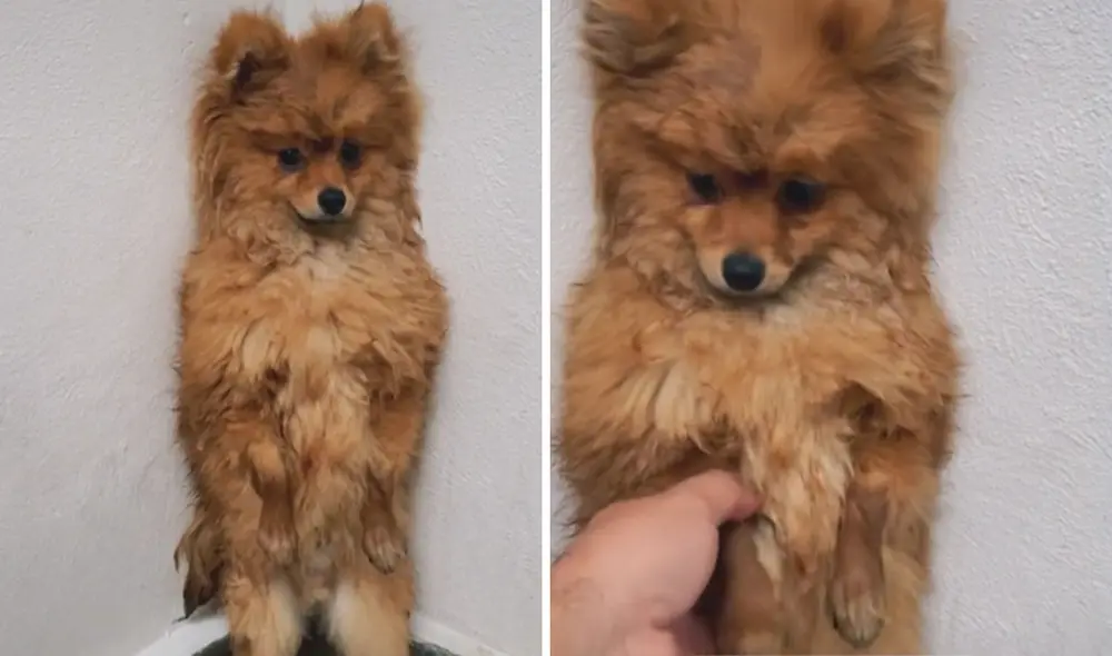 Las divertidas imágenes se han vuelto tendencia en varias redes sociales. Foto: captura de TikTok Las divertidas imágenes se han vuelto tendencia en varias redes sociales. Foto: captura de TikTok