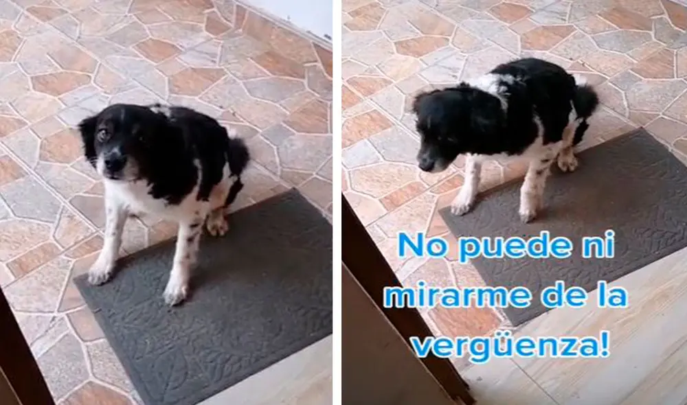 Una mujer se alarmó con la ausencia de su querida mascota y lo buscó con el temor de que algo malo le había sucedido, pero descubrió que este estaba en la calle. Foto: captura de Facebook