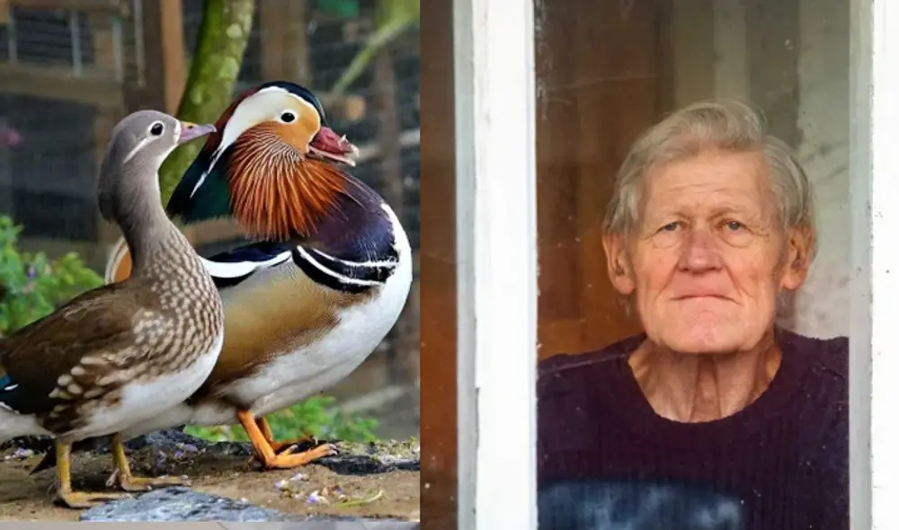 Hombre en Reuno Unido lamenta que los patos que cuidaba hayan sido sacrificados por brote de gripe aviar. Foto: composición/ SWNS