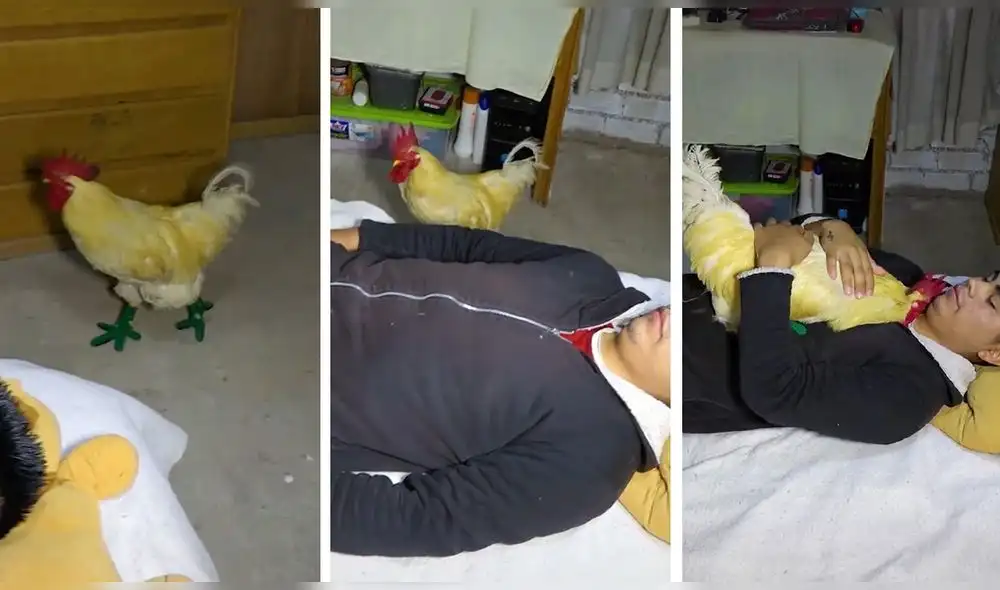 Video consiguió más de nueve millones de reproducciones en TikTok. Foto: captura de TikTok Video consiguió más de nueve millones de reproducciones en TikTok. Foto: captura de TikTok