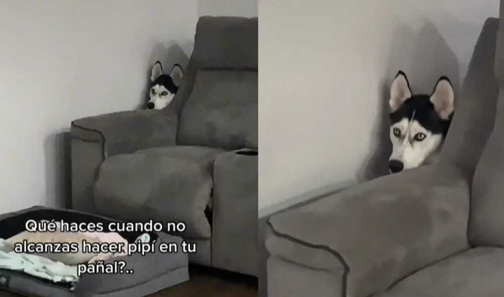 El clip que muestra al perrito 'preocupado' cuenta con más de 405.000 visualizaciones. Foto: captura de TikTok