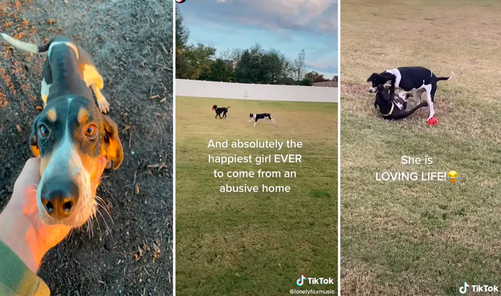 Cuando fue hallada, la mascota estaba extremadamente desnutrida y había sido utilizada para la reproducción en el pasado. Foto: captura de TikTok