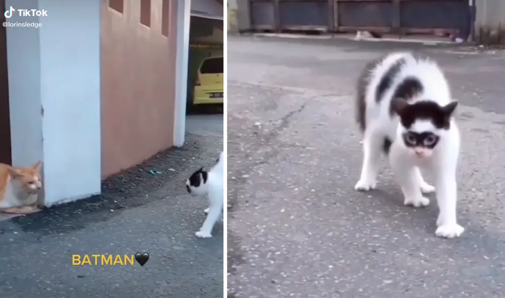 La apariencia del gatito ha sacado miles de sonrisas y más de uno lo identificó como la mascota de Batman. Foto: captura de TikTok La apariencia del gatito ha sacado miles de sonrisas y más de uno lo identificó como la mascota de Batman. Foto: captura de TikTok
