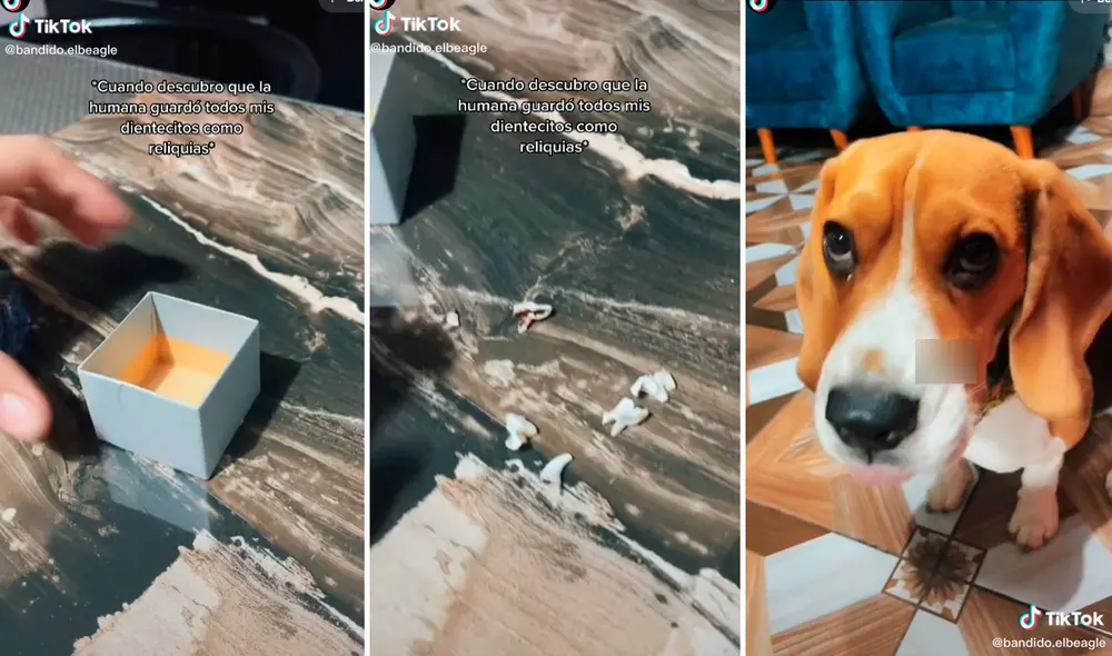 La joven tenía alrededor de cinco dientes caninos almacenados en una cajita de cartón. Foto: captura de TikTok