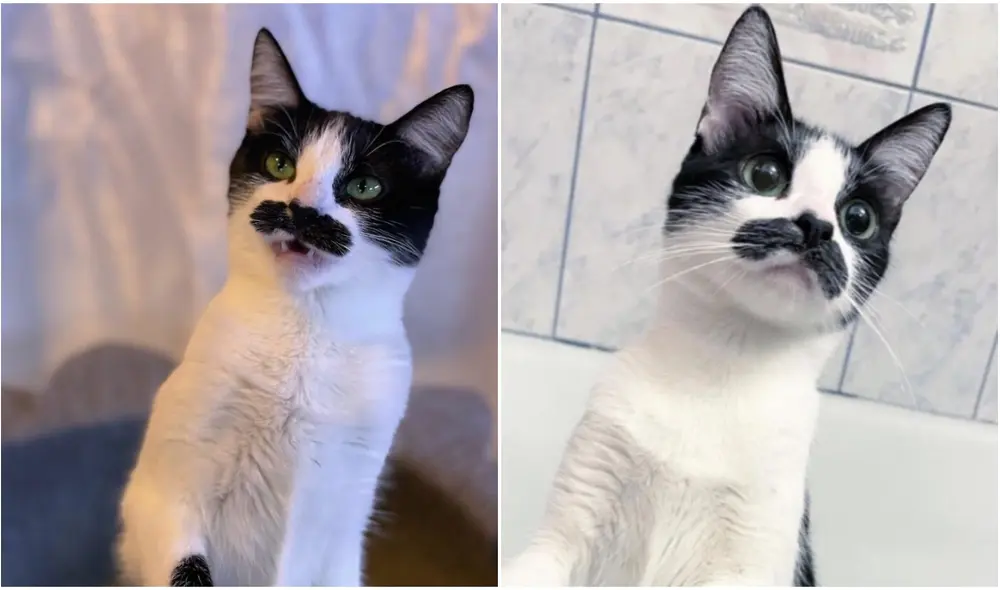 Gata con ‘bigote’ impresiona por su parecido con Freddie Mercury. Foto: captura de TikTok.