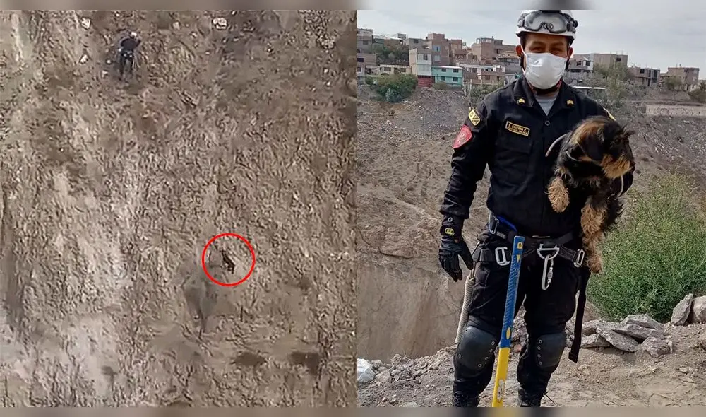 El perrito es un cruce con raza schnauzer pequeño de color marrón. Si usted lo reconoce puede acudir a la comisaría del distrito. Foto: composición LR/PNP