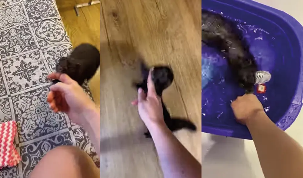 La mujer siguió a su pequeña mascota. Foto: captura de YouTube