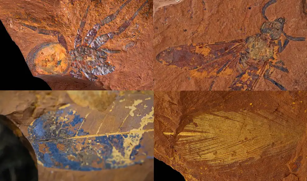 Los fósiles datan de hace aproximadamente 15 millones de años, cuando Australia era un continente de una vasta región tropical. Foto: composición LR / Salty Dingo / Michael Free / Australian Museum