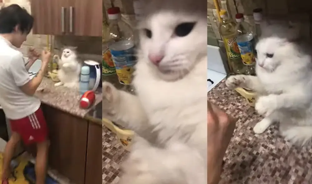 Los presentes no pudieron aguantar la risa cuando vieron al gato en estado de defensa. Foto: captura de YouTube