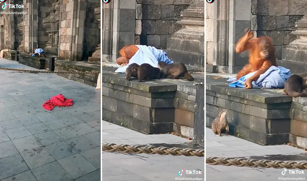 Las pequeñas nutrias comenzaron a jalar la manta insistentemente, lo que generó que el mono se enfadara. Foto: captura de TikTok