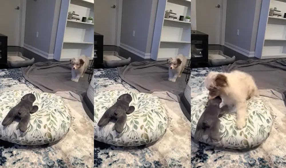 El perro se abalanzó sobre el peluche que estaba en el sillón inflable. Foto: captura de YouTube