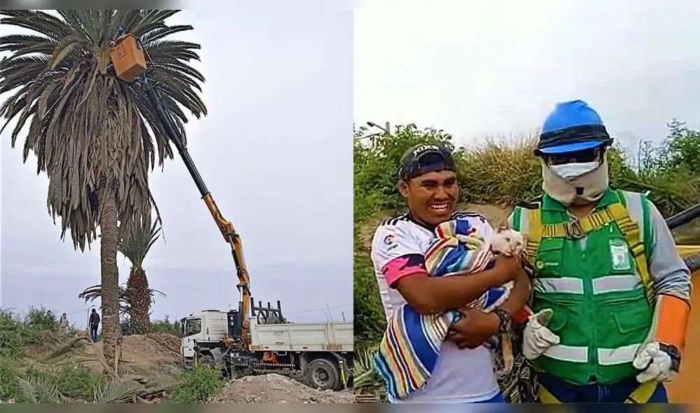 Churrupaco, nombre con el que lo bautizaron, fue entregado al colectivo Razón y Conciencia para su cuidado y posterior adopción. Foto: composición LR/Electrosur